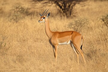 A lone gazelle stands alert in sun-drenched African grassland, its elegant profile highlighted against acacia trees