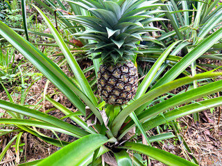 Fresh ripe pineapple growing in tropical garden with lush greenery