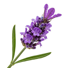 Naklejka premium Purple flower cluster isolated on transparent background