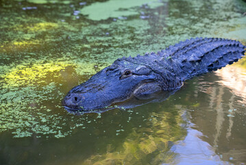 crocodile in the water