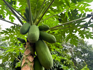 Green papayas growing on a tree with lush leaves