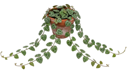 Ceropegia woodii string of hearts plant isolated