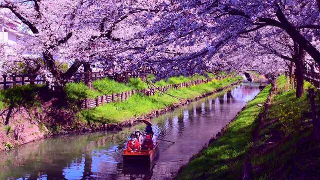 小江戸川越春の舟遊び