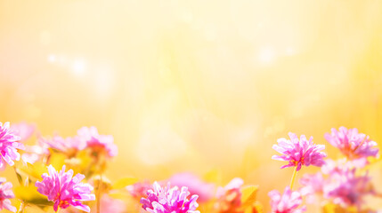 Soft pink flowers in warm sunlight, floral abstract spring background