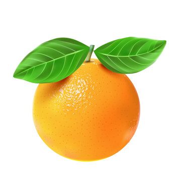 Orange citrus fruit isolated on white or transparent background