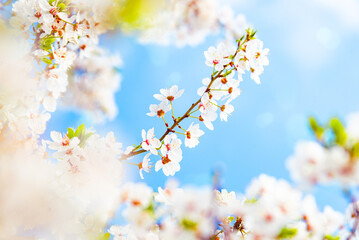 White spring blossoms on branch against blue sky background