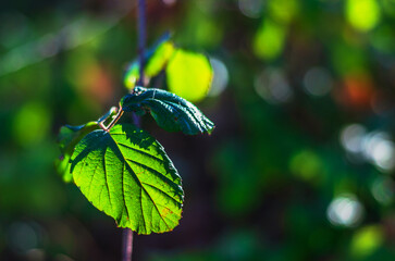 Vibrant green leaf backlit by sunlight, showcasing intricate vein patterns and soft bokeh background