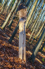 Sunlit dead tree trunk stands in a forest floor covered with fallen autumn leaves