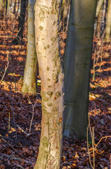 Close-up of a textured tree trunk in a sunlit forest during autumn with fallen leaves