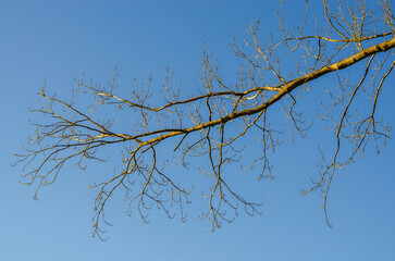 Bare tree branches reach out against a clear, bright blue sky in late autumn or winter