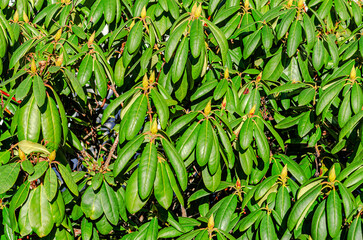 Close-up of lush green rhododendron leaves and flower buds in bright sunlight