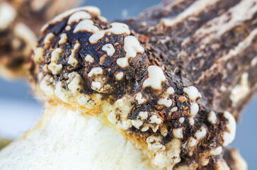 Extreme close-up macro shot of a deer antler's textured surface with porous bone structure