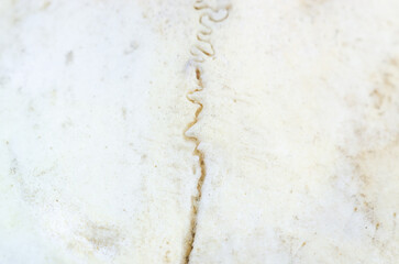 Close-up macro view of a suture line on a weathered bone surface