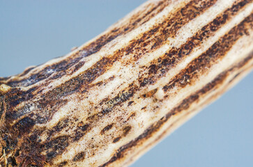 Close-up macro view of a dry, textured plant stem with intricate patterns and details
