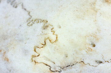 Close-up macro view of a weathered bone surface with intricate texture and subtle discoloration