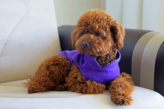 cute poddle dog sitting on sofa at home