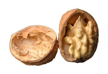 Walnut or Juglans regia with opened shell and kernel
