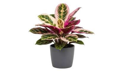 Stromanthe sanguinea Triostar prayer plant isolated