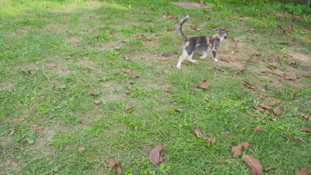 Cat hunts mouse in yard, In yard cat caught mouse, Cat chases mouse in yard.