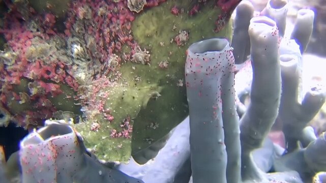 Observe a giant frogfish expertly camouflaged amongst colourful sponges. This fascinating creature blends seamlessly into its habitat off the coast of Sipadan Island, Indonesia.