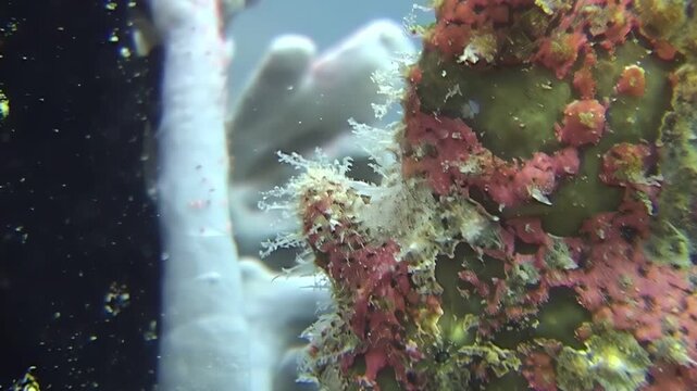 An elusive giant frogfish camouflages perfectly against the coral reef. Glimpse this incredible creature in its natural habitat near Sipadan Island, Indonesia.