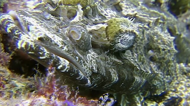 Close encounter with a well-camouflaged Stonefish at dusk. Taken in the crystal clear waters surrounding Sipadan Island, Indonesia. See this amazing creature resting on the reef.