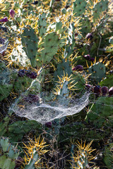 Spider web with dew drops on a cactus on the Roque del Conde plateau. Tenerife, Canary Islands.