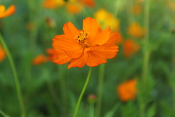 orange flower on a green background