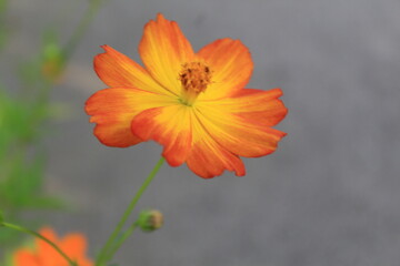 orange flower on a green background