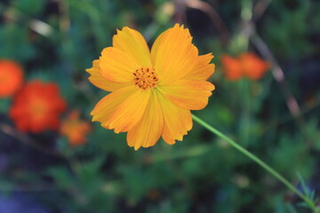 orange flower on a green background