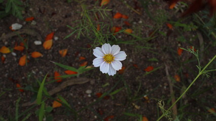 yellow flowers in the garden