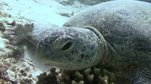 Watch as green sea turtles, Chelonia mydas, casually graze on the coral reef around Sipadan Island, Indonesia. These gentle giants spend their days peacefully eating.
