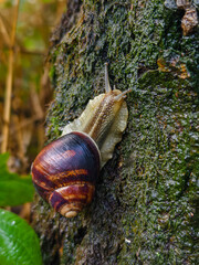 Large garden snail crawling on vibrant green mossy tree bark