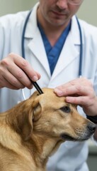 A veterinarian examining a dog in a clinic, illustrating tick removal, parasite control, and professional pet healthcare during a routine checkup.
