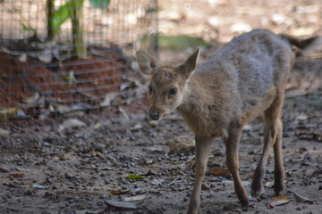 Obraz premium Female Chital Spotted Deer Profile