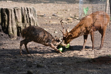 Cute Javan Rusa Deer Couple in Enclosure