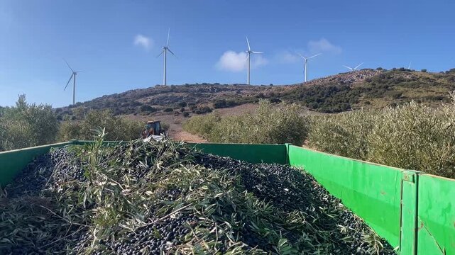RECOLECCION DE ACEITUNAS