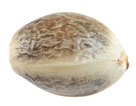 A detailed macro photograph of one mature cannabis seed, showcasing its glossy, hard shell and distinctive mottled brown and tan pattern.
