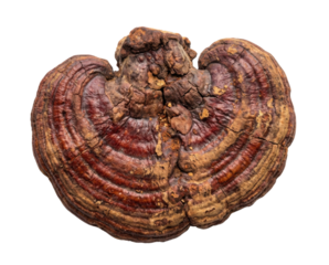 A large, woody Reishi mushroom, or Ganoderma, with a lacquered, reddish-brown cap. Its surface features distinctive, colorful concentric growth rings.