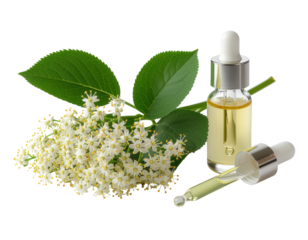 An elderflower sprig with white blossoms and green leaves next to a glass dropper bottle filled with essential oil.