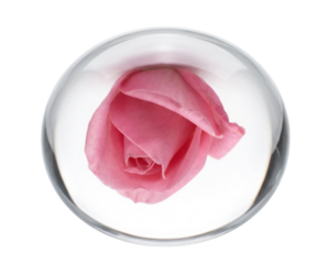 A delicate pink rosebud perfectly preserved and encapsulated inside a clear, round glass sphere.