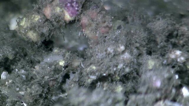 An up-close exploration of a benthic community at night. The underwater scene reveals intricate details of marine life existing in Monterey Bay, California, at midnight.