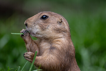 prairie dog eating grass while sitting upright in lush green habitat © CharnwoodPhoto