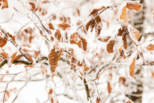 Feuilles brunes d'arbustes enneig&eacute;s dans une for&ecirc;t blanche en hiver, gros plan