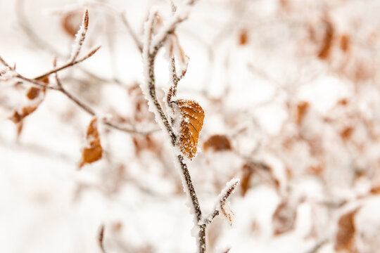 Feuilles brunes d'un arbuste recouvert de neige, for&ecirc;t d'hiver, gros plan