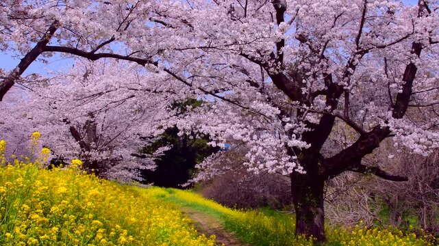 桜並木 Images – Browse 57,896 Stock Photos, Vectors, and Video