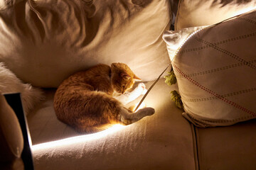 Cute ginger cat playing with glowing LED string lights while lying on a cozy sofa at home. Funny domestic pet moment, warm holiday atmosphere, curiosity, playfulness and winter home comfort