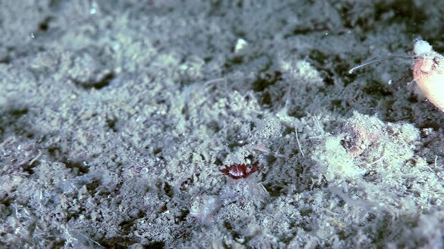 A beautiful Serpula Vermicularis, or Red Tube Worm, displays its feathery tentacles. It sits amidst the grainy ocean floor with debris. This marine annelid is a captivating sight.