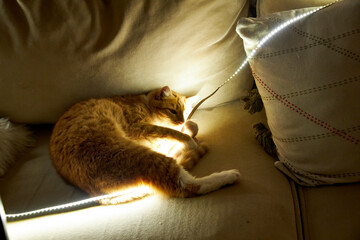 Cute ginger cat playing with glowing LED string lights while lying on a cozy sofa at home. Funny domestic pet moment, warm holiday atmosphere, curiosity, playfulness and winter home comfort
