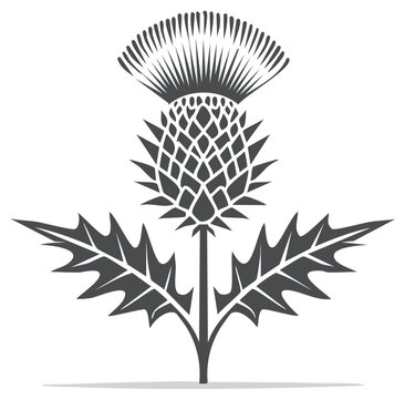 Scottish Thistle Flower Emblem Illustration Intricate Petals Leaves Vector Design